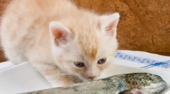 Zakaj mačke ne morejo biti ribe